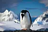 Sad penguin photo via Shutterstock