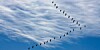 Migrating Gees in a V shape against a cloudy background