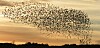 Flock_swarm_of_birds