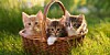 Basketfull of kittens