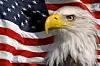 Bald eagle in front of an American flag. God Bless America.