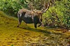 Moose