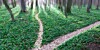 Fork in path
