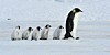 penguin and its young
