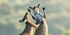 Kangaroos fighting