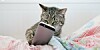 Cat watching videos on smartphone