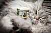 Tabby cat cuddles roll of one-hundred dollar bills. Photo by Shutterstock