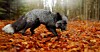 Silver fox