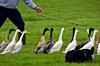 Herding geese photo via shutterstock