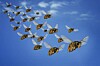 hornets