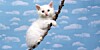 Cat on the edge in the cloud