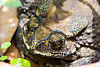 TOADOCALYPSE NOW: Madagascar faces down amphibious assault