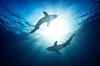 Sharks photo via Shutterstock