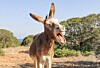 A donkey