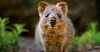 Quokka
