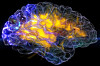 glass brain