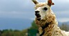 Drama llama