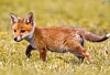 Fox cub photo via Shutterstock