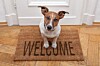 Dog waits on a Welcome mat. photo by sHutterstock