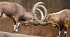 lock horns