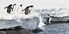 penguin jump