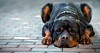 watchdog