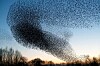 migration