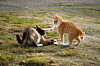 Scientists conclude cats only have three personalities