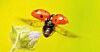 Ladybird flying away