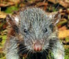 Sulawesi Slender Root-Rat