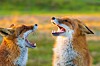 Firefox 156 arrives with a forest of forks in its wake