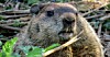 Groundhog