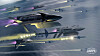darpa-x68a-longshot