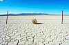Tumbleweed desert drought