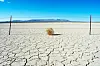 Tumbleweed desert drought