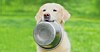 Labrador holding food bowl