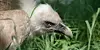 Side view of a vulture lying in tall green grass