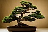 Cotoneaster variety of Bonsai Tree. Pic credit: Jeffrey Legitt/ Shutterstock