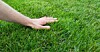 Person touching grass
