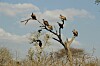 vultures