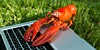 Lobster using a laptop