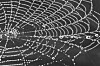 spider web bw