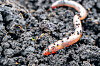 Shai-Hulud copycat worm infects yet another npm package