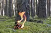 A small pine cone burns at the base of a tree in a moss-covered forest.