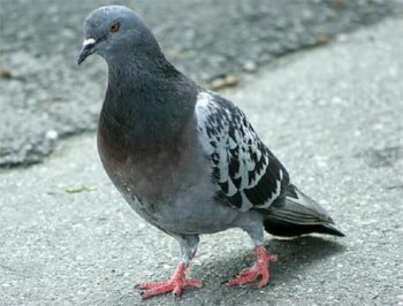 Pigeon-powered internet packet goes under the hammer at Christie's