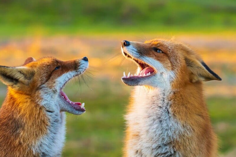 Firefox 156 приходить із власним майбутнім лісом