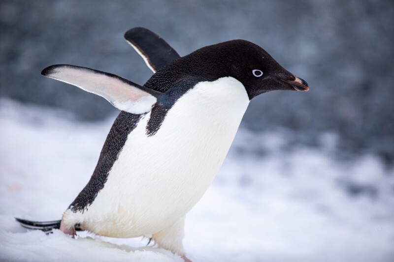 MX Linux 25.2: Un'Alternativa On-Premise Lontano dagli LLM Integrati