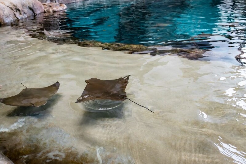 Ubuntu 'Stonking Stingray' beta swims out: Deeper Rust 'oxidization' plus LLM speech-to-text